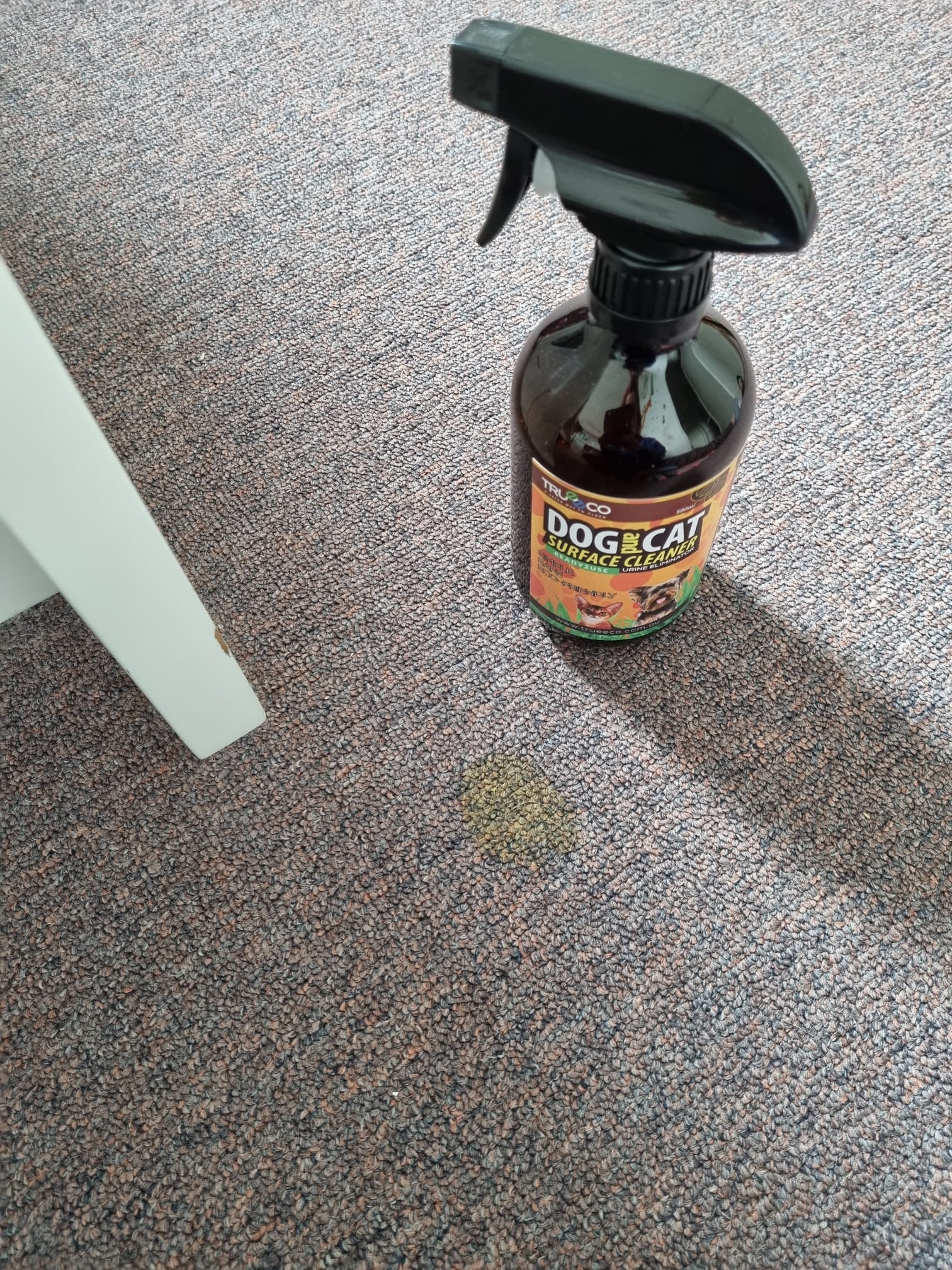 Cat urine hotsell on concrete floor